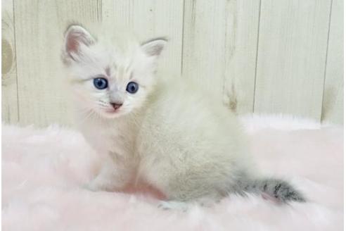 成約済の大阪府のサイベリアン-13928の5枚目