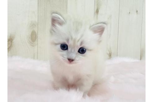 成約済の大阪府のサイベリアン-13928の4枚目