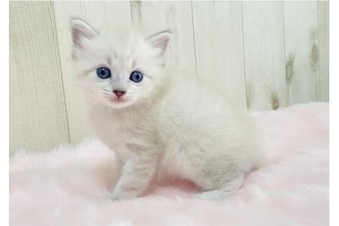 成約済の大阪府のサイベリアン-13928の3枚目