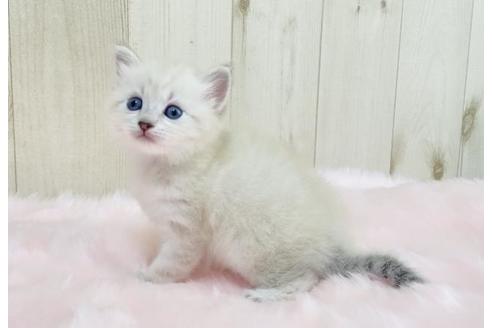 成約済の大阪府のサイベリアン-13928の2枚目