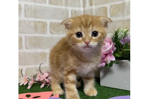 成約済の埼玉県のスコティッシュフォールド-13839の14枚目