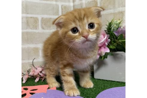 成約済の埼玉県のスコティッシュフォールド-13839の13枚目