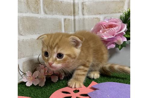 成約済の埼玉県のスコティッシュフォールド-13839の12枚目