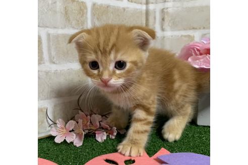 成約済の埼玉県のスコティッシュフォールド-13839の11枚目