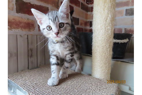 長野県のアメリカンショートヘア 男の子 21 02 08生まれ シルバークラシックタビー 子猫id 子猫ブリーダーナビ