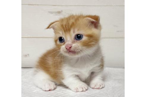 埼玉県のマンチカン 男の子 21 03 05生まれ レッドタビー ホワイト 子猫id 子猫ブリーダーナビ 埼玉県のマンチカン 男の子 21 03 05生まれ レッドタビー ホワイト 子猫id 子猫ブリーダーナビ