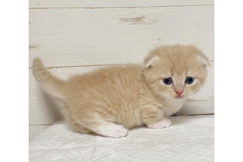 埼玉県のマンチカン 男の子 21 03 05生まれ クリームタビー ホワイト 子猫id 子猫ブリーダーナビ