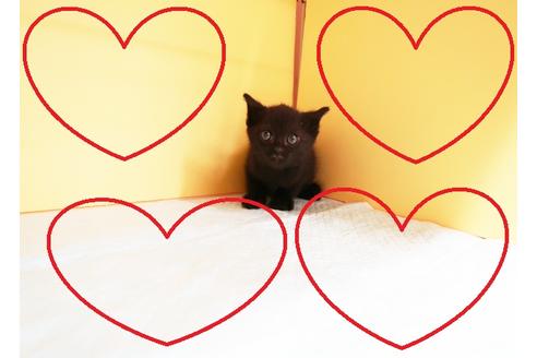 成約済の東京都のスコティッシュフォールド-13977の2枚目