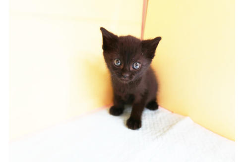 成約済の東京都のスコティッシュフォールド-13977の1枚目