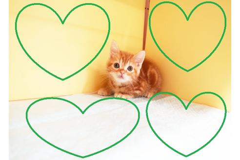 成約済の東京都のアメリカンショートヘア-13979の1枚目