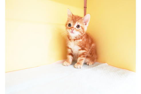 成約済の東京都のアメリカンショートヘア-13979の2枚目