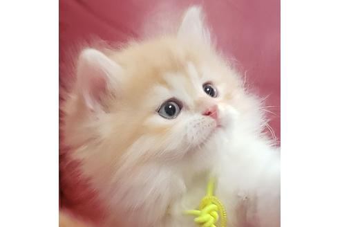 成約済の埼玉県のサイベリアン-13988の1枚目