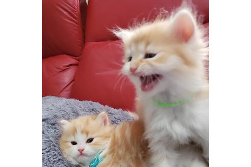 成約済の埼玉県のサイベリアン-13988の7枚目