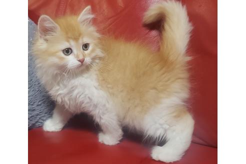 成約済の埼玉県のサイベリアン-13988の6枚目