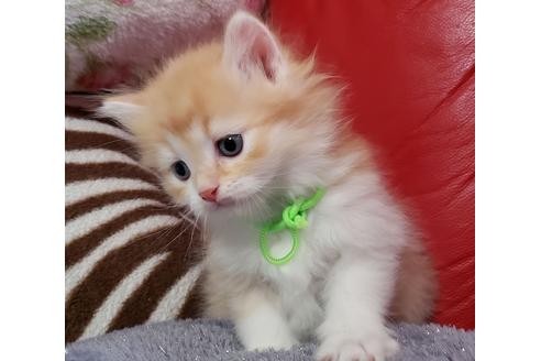 成約済の埼玉県のサイベリアン-13988の5枚目