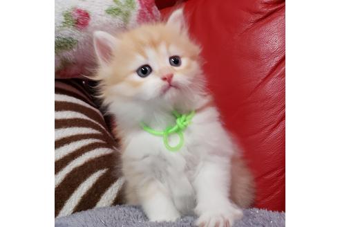 成約済の埼玉県のサイベリアン-13988の4枚目