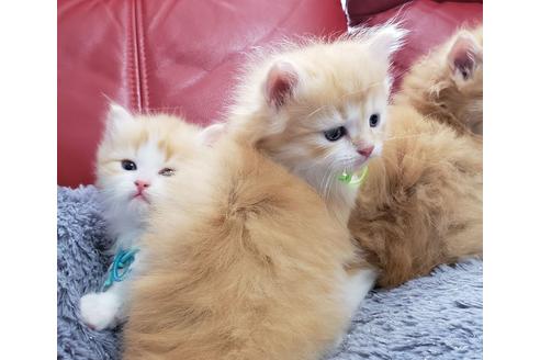 成約済の埼玉県のサイベリアン-13988の3枚目