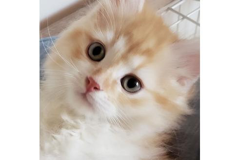 成約済の埼玉県のサイベリアン-13988の2枚目