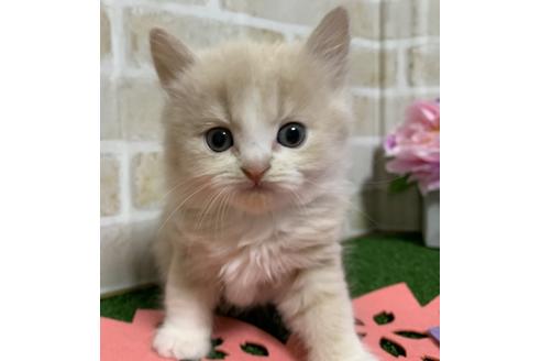 成約済の埼玉県のスコティッシュフォールド-13920の13枚目