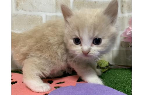成約済の埼玉県のスコティッシュフォールド-13920の12枚目