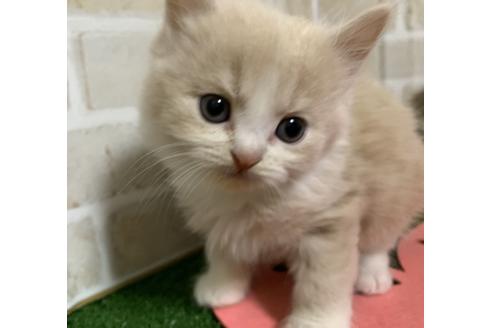 成約済の埼玉県のスコティッシュフォールド-13920の1枚目