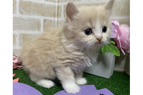 成約済の埼玉県のスコティッシュフォールド-13920の11枚目