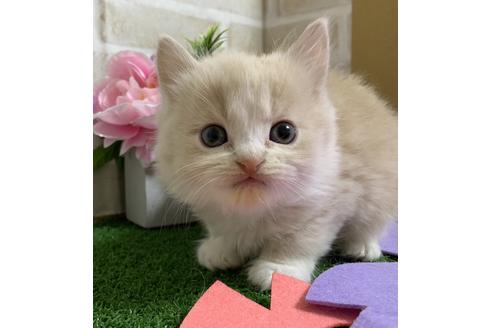 成約済の埼玉県のスコティッシュフォールド-13920の9枚目