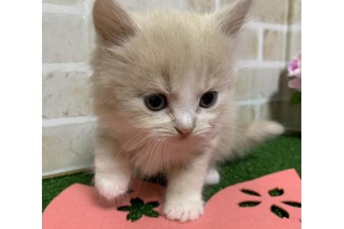 成約済の埼玉県のスコティッシュフォールド-13920の8枚目