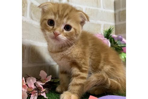 成約済の埼玉県のスコティッシュフォールド-13839の10枚目