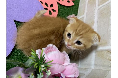 成約済の埼玉県のスコティッシュフォールド-13839の9枚目