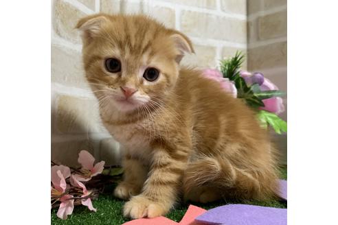 成約済の埼玉県のスコティッシュフォールド-13839の1枚目