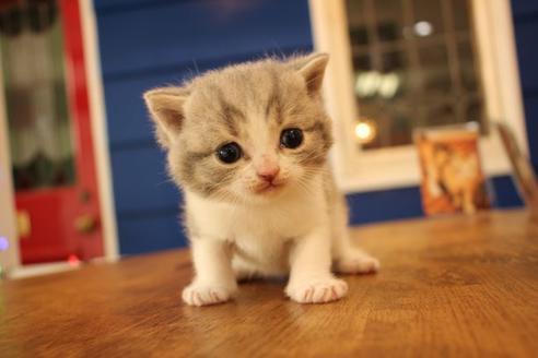 成約済の大阪府のスコティッシュフォールド-14029