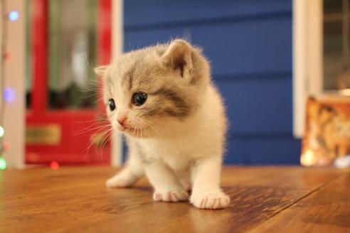 成約済の大阪府のスコティッシュフォールド-14029の6枚目