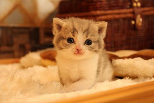 成約済の大阪府のスコティッシュフォールド-14029の5枚目