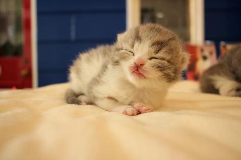 成約済の大阪府のスコティッシュフォールド-14029の4枚目