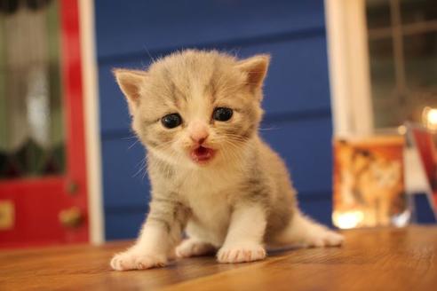 成約済の大阪府のスコティッシュフォールド-14030の10枚目