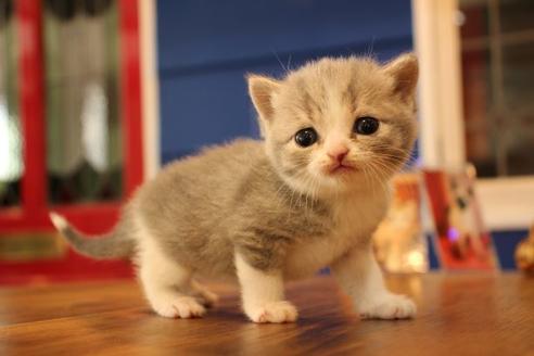 成約済の大阪府のスコティッシュフォールド-14030の9枚目