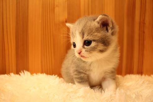 成約済の大阪府のスコティッシュフォールド-14030の8枚目