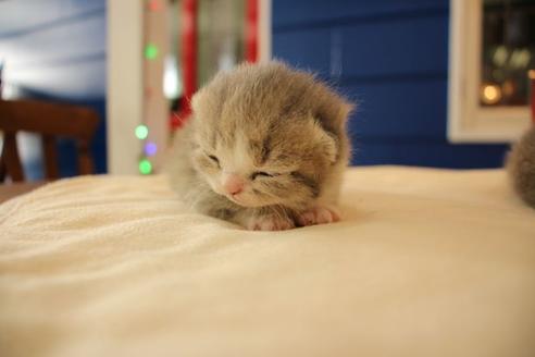 成約済の大阪府のスコティッシュフォールド-14030の7枚目