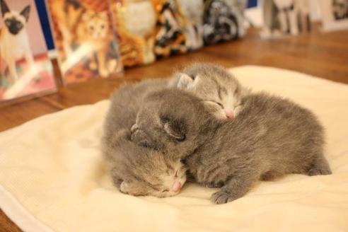 成約済の大阪府のスコティッシュフォールド-14030の6枚目