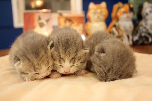 成約済の大阪府のスコティッシュフォールド-14030の5枚目