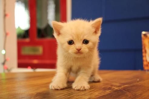 成約済の大阪府のセルカークレックス-14034の1枚目