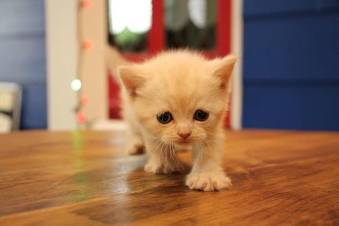 成約済の大阪府のセルカークレックス-14034の6枚目