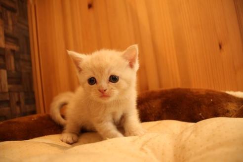 成約済の大阪府のセルカークレックス-14034の5枚目