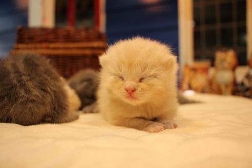 成約済の大阪府のセルカークレックス-14034の4枚目