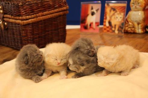 成約済の大阪府のセルカークレックス-14034の3枚目