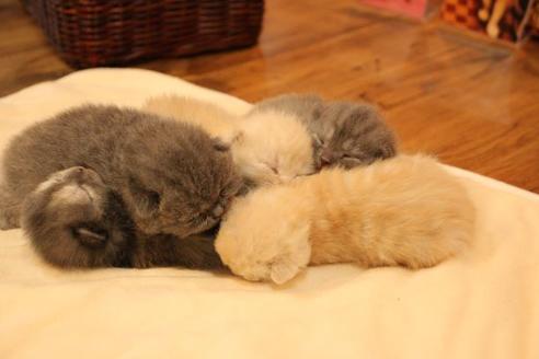 成約済の大阪府のセルカークレックス-14034の2枚目