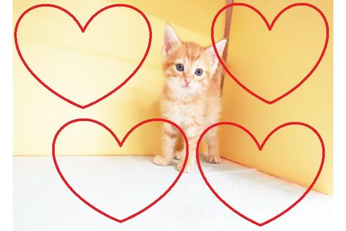 成約済の東京都のマンチカン-14037の1枚目