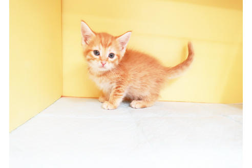 成約済の東京都のマンチカン-14037の2枚目