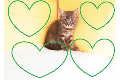 成約済の東京都のマンチカン-14038